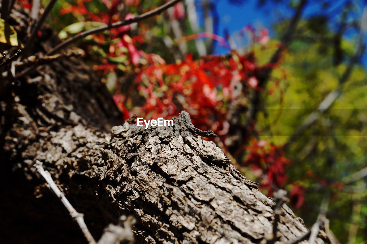 CLOSE-UP OF FRESH RED TREE TRUNK