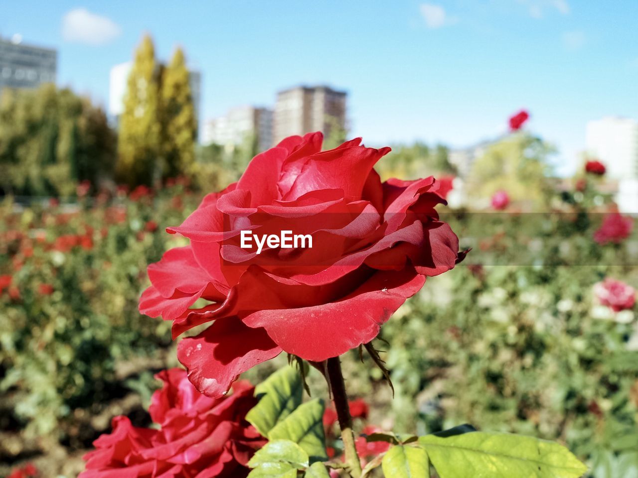 CLOSE-UP OF RED ROSE PLANT ON FIELD