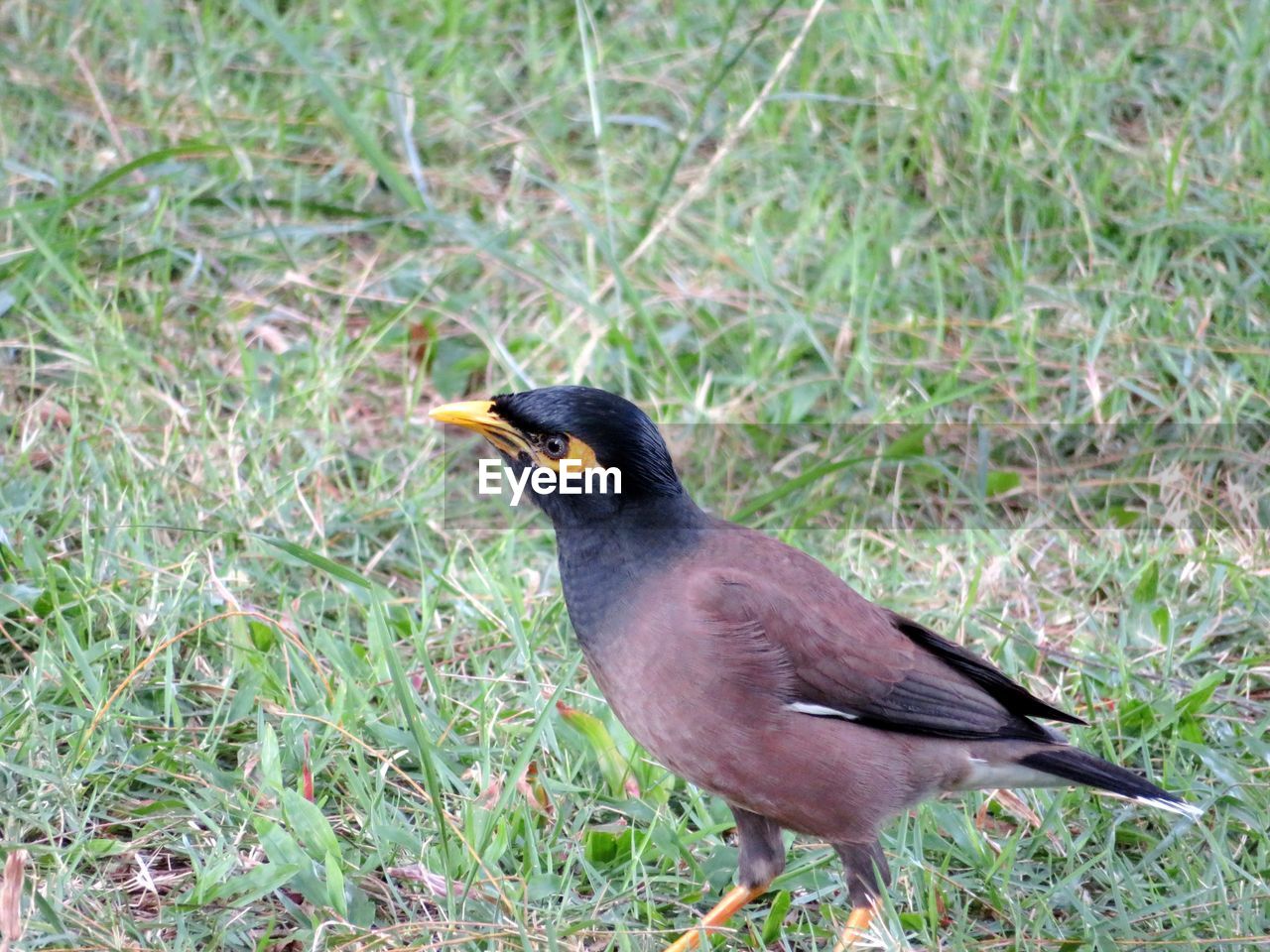 SIDE VIEW OF BIRD PERCHING ON GRASS