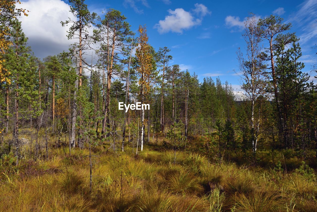 Trees on landscape against the sky