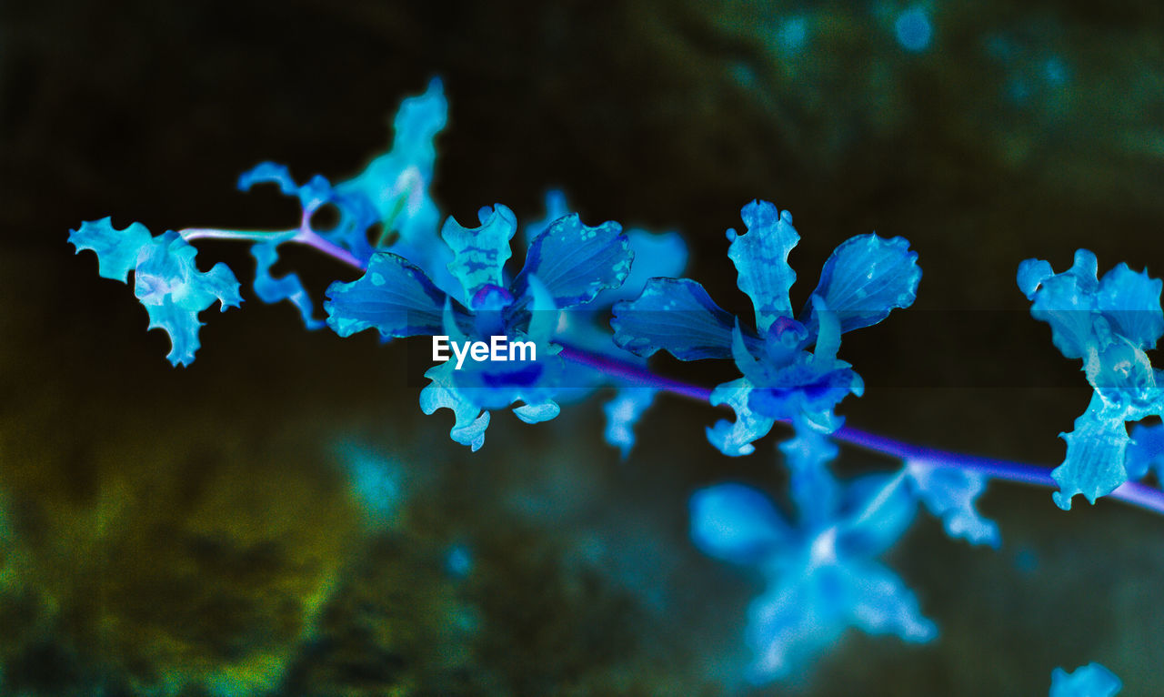 Close-up of purple flowering plant against blue water