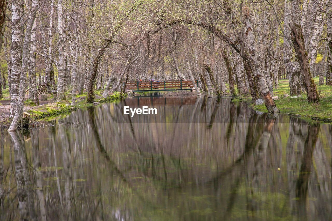 Scenic view of lake in forest