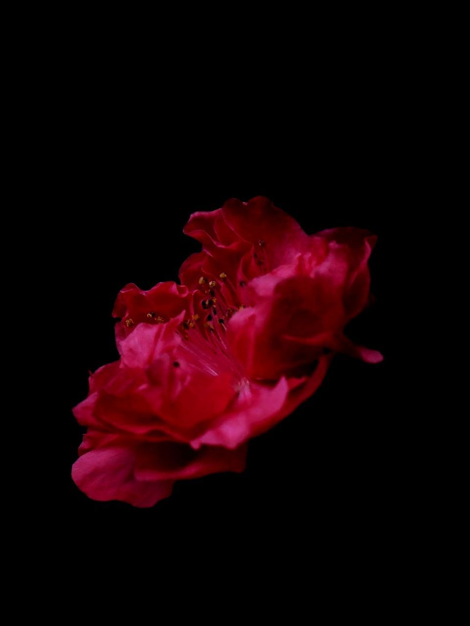 CLOSE-UP OF RED ROSE AGAINST BLACK BACKGROUND