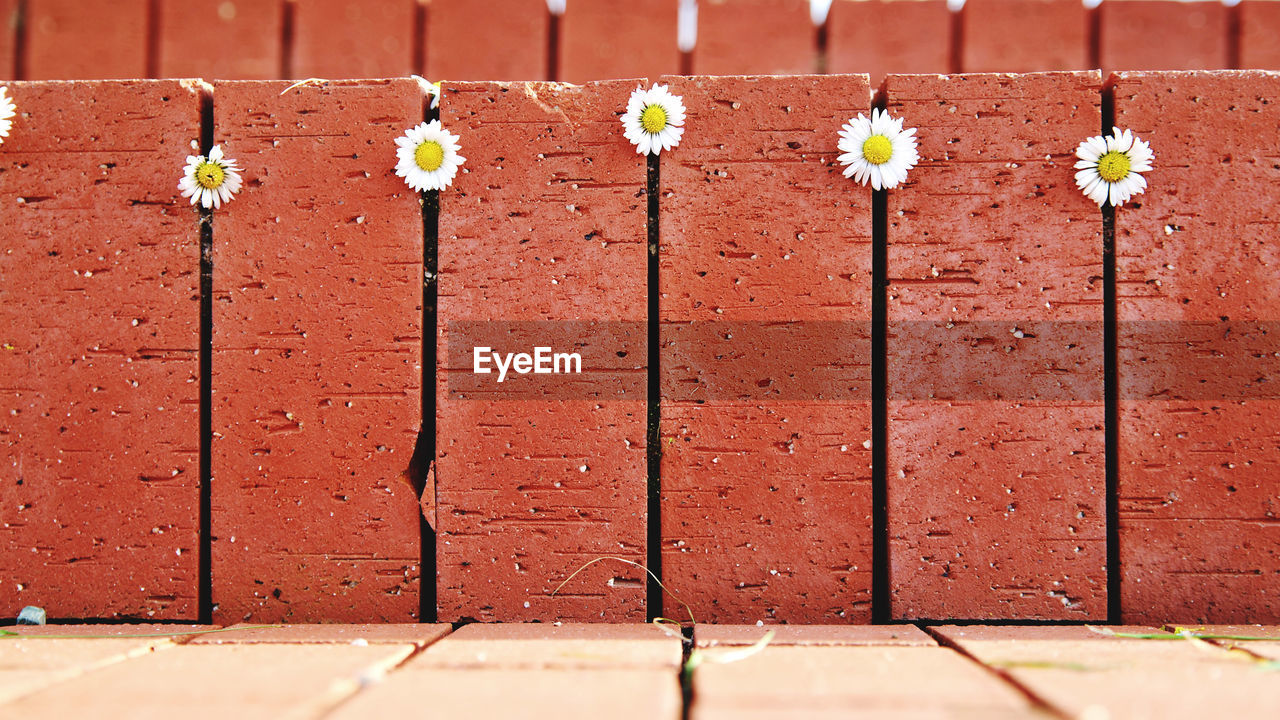 red, brick, flower, flowering plant, wall, no people, day, yellow, plant, architecture, nature, wall - building feature, brick wall, built structure, in a row, soil, outdoors, freshness, side by side, fragility, sunlight, close-up, footpath, growth