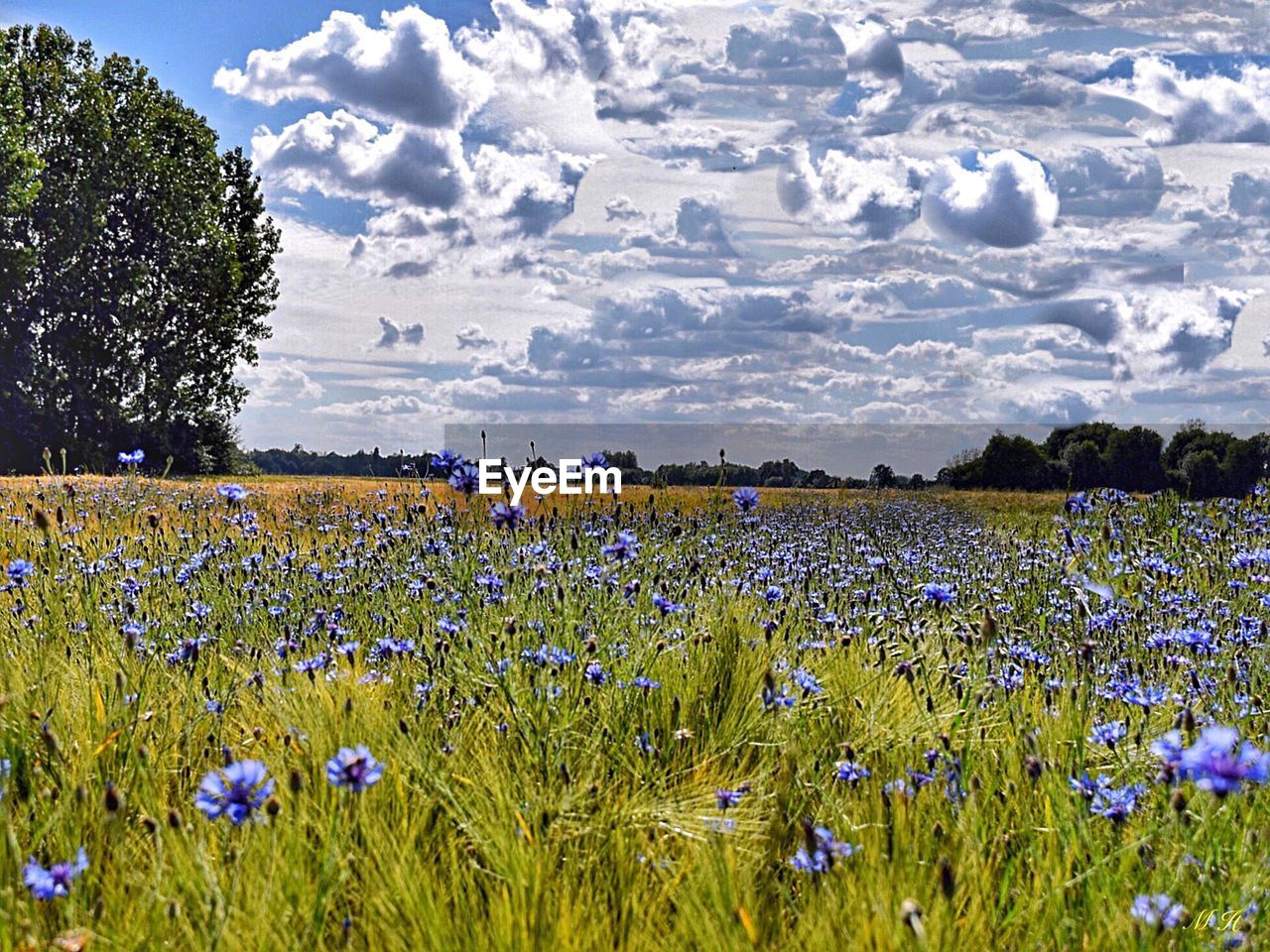 VIEW OF POPPY FIELD AGAINST SKY