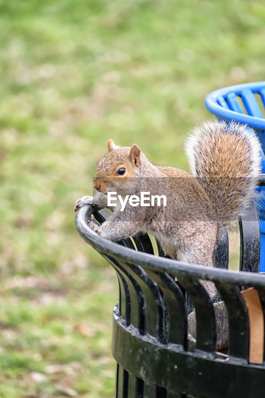 CLOSE-UP OF SQUIRREL EATING GRASS ON FIELD