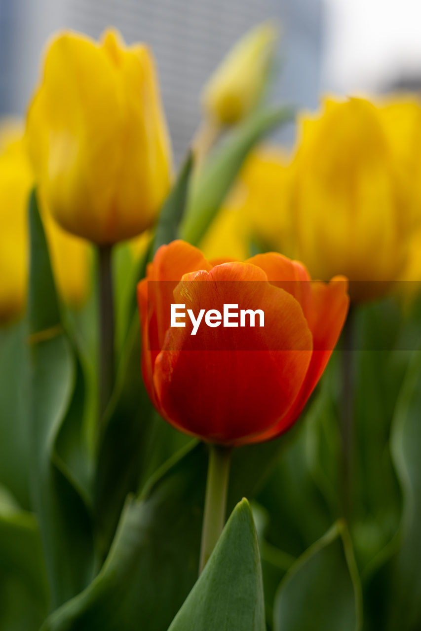 flower, plant, flowering plant, tulip, freshness, yellow, beauty in nature, close-up, nature, petal, flower head, plant part, leaf, fragility, inflorescence, no people, growth, focus on foreground, green, outdoors, plant stem, springtime, selective focus, red, blossom, vibrant color, multi colored