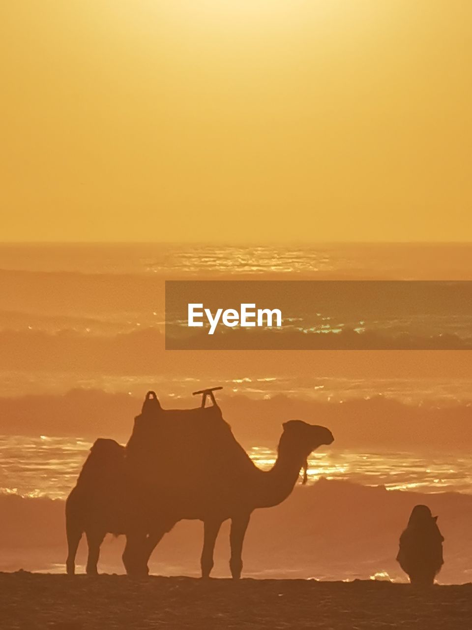 Silhouette horse on beach against sky during sunset