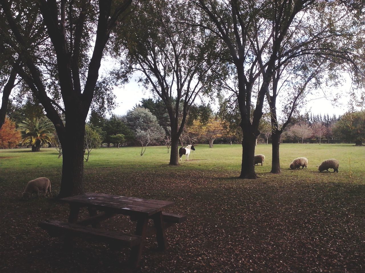 Sheep grazing on field