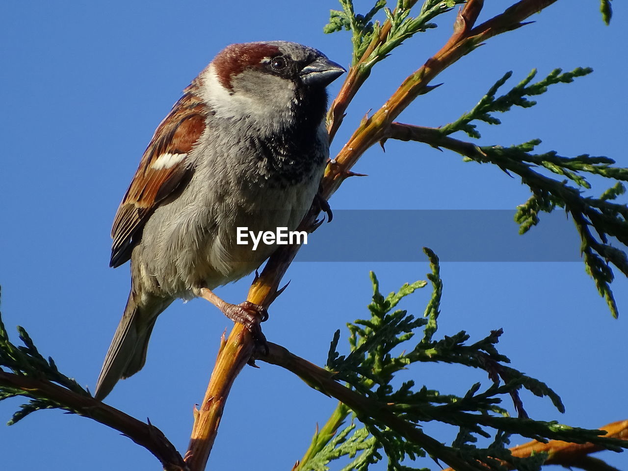 LOW ANGLE VIEW OF A BIRD PERCHING ON TREE