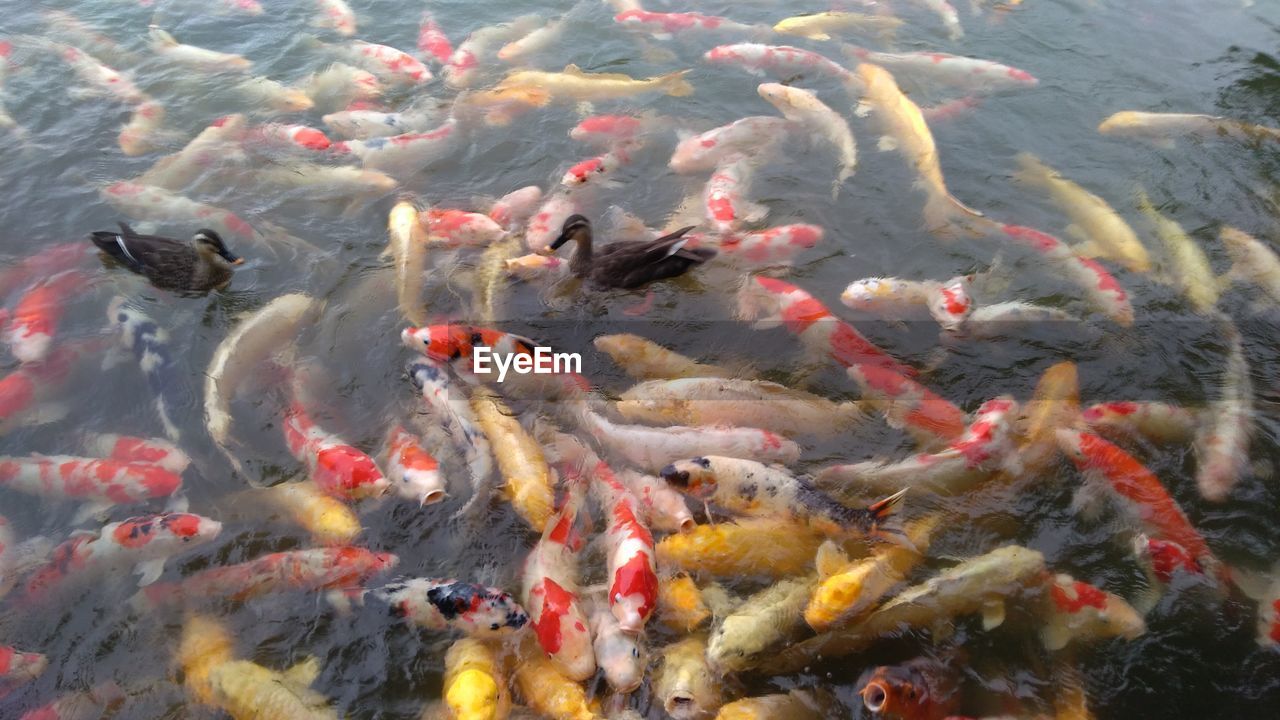 High angle view of koi carps swimming in sea