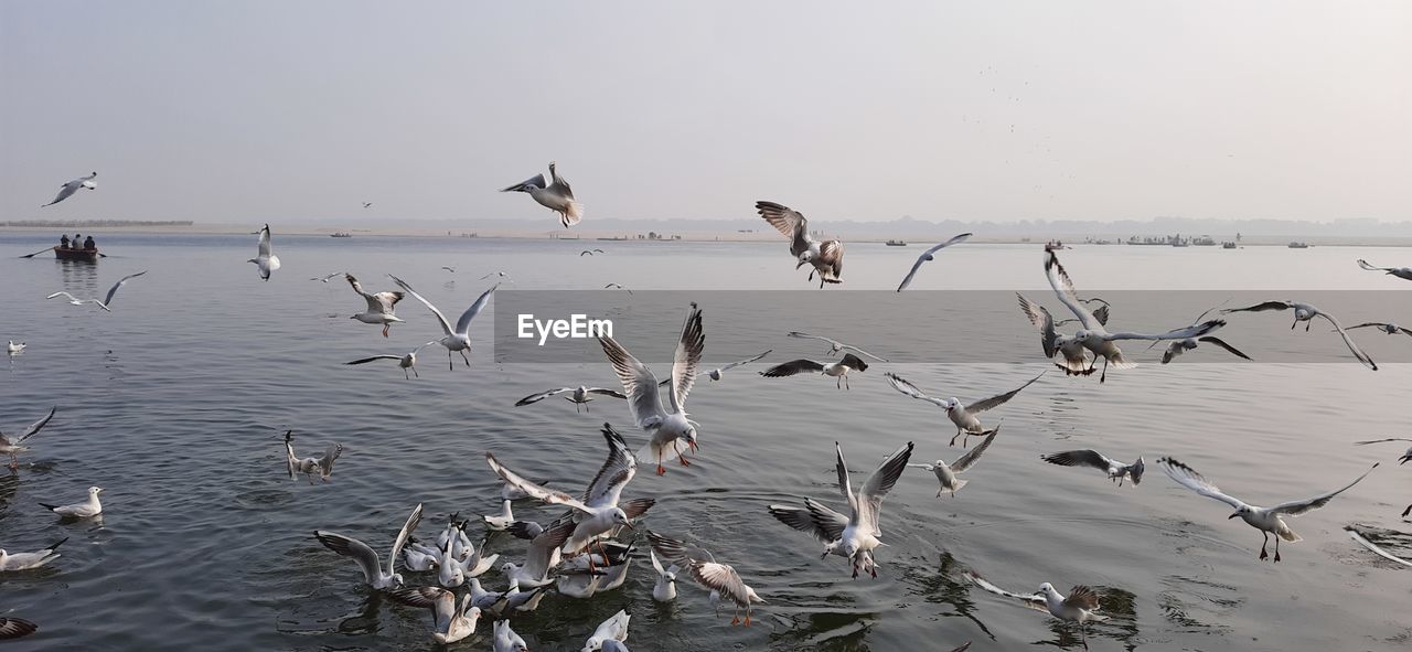 Seagulls flying over river ganges against sky