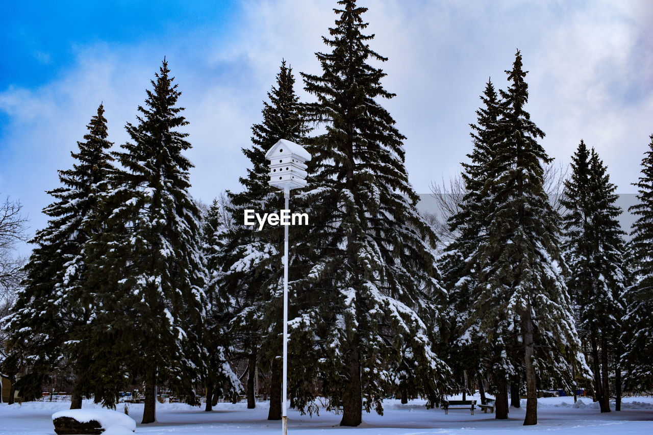 Snow covered pine trees in forest against sky