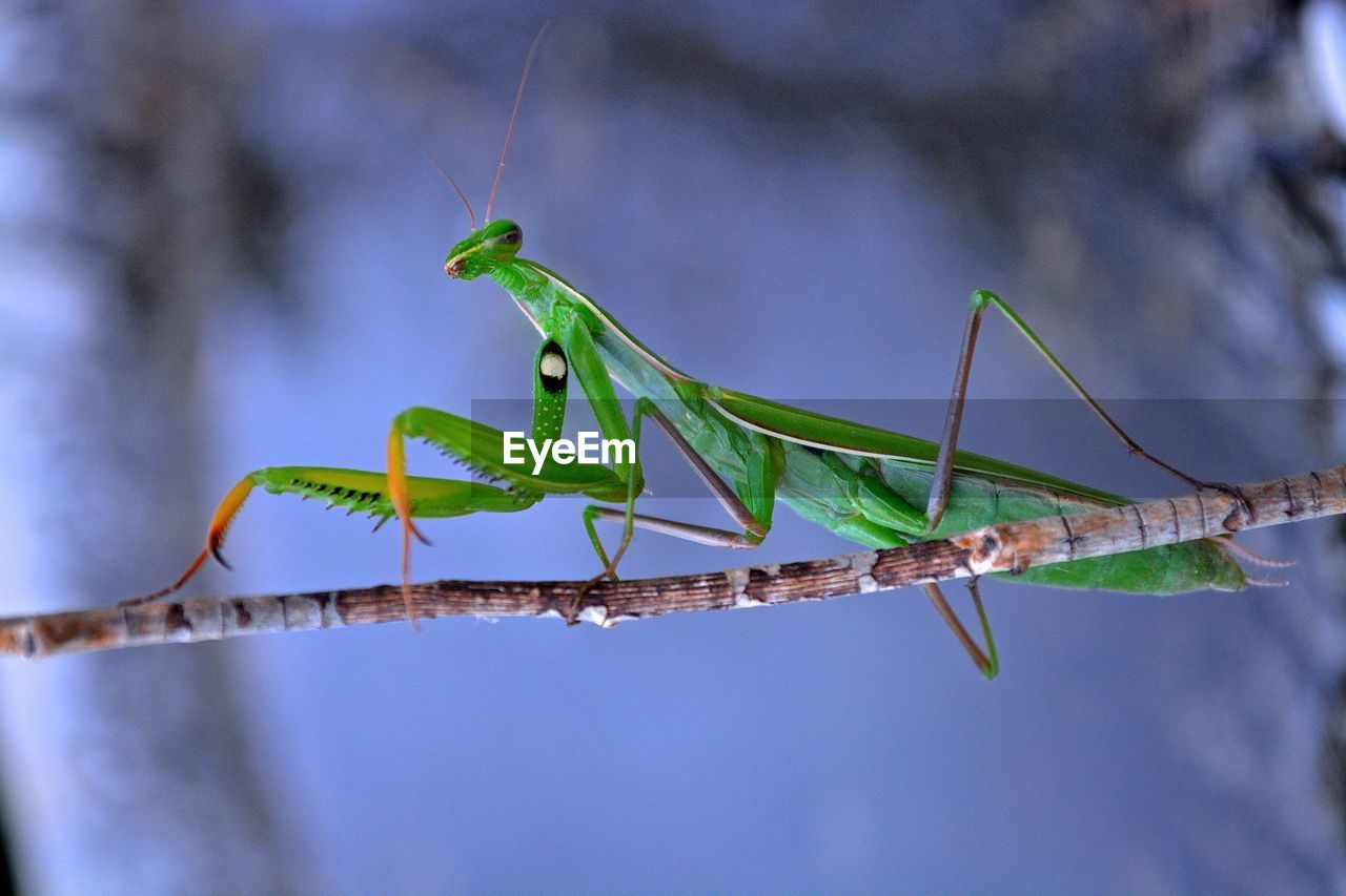 CLOSE-UP OF GRASSHOPPER ON LEAF