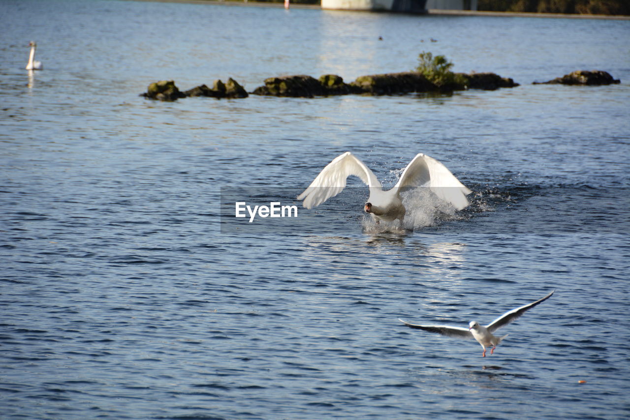 White birds swimming in sea