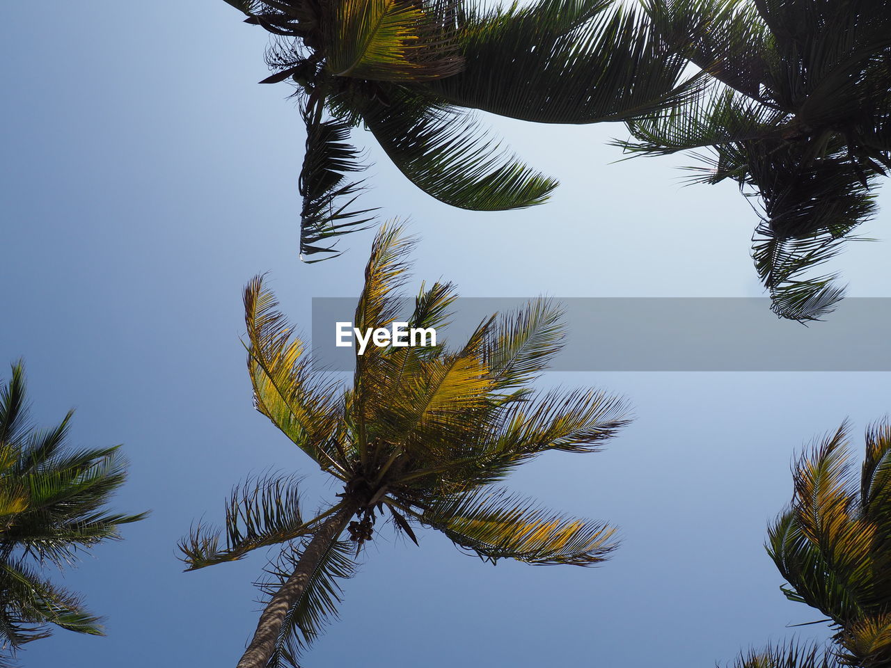 LOW ANGLE VIEW OF PALM TREE AGAINST SKY