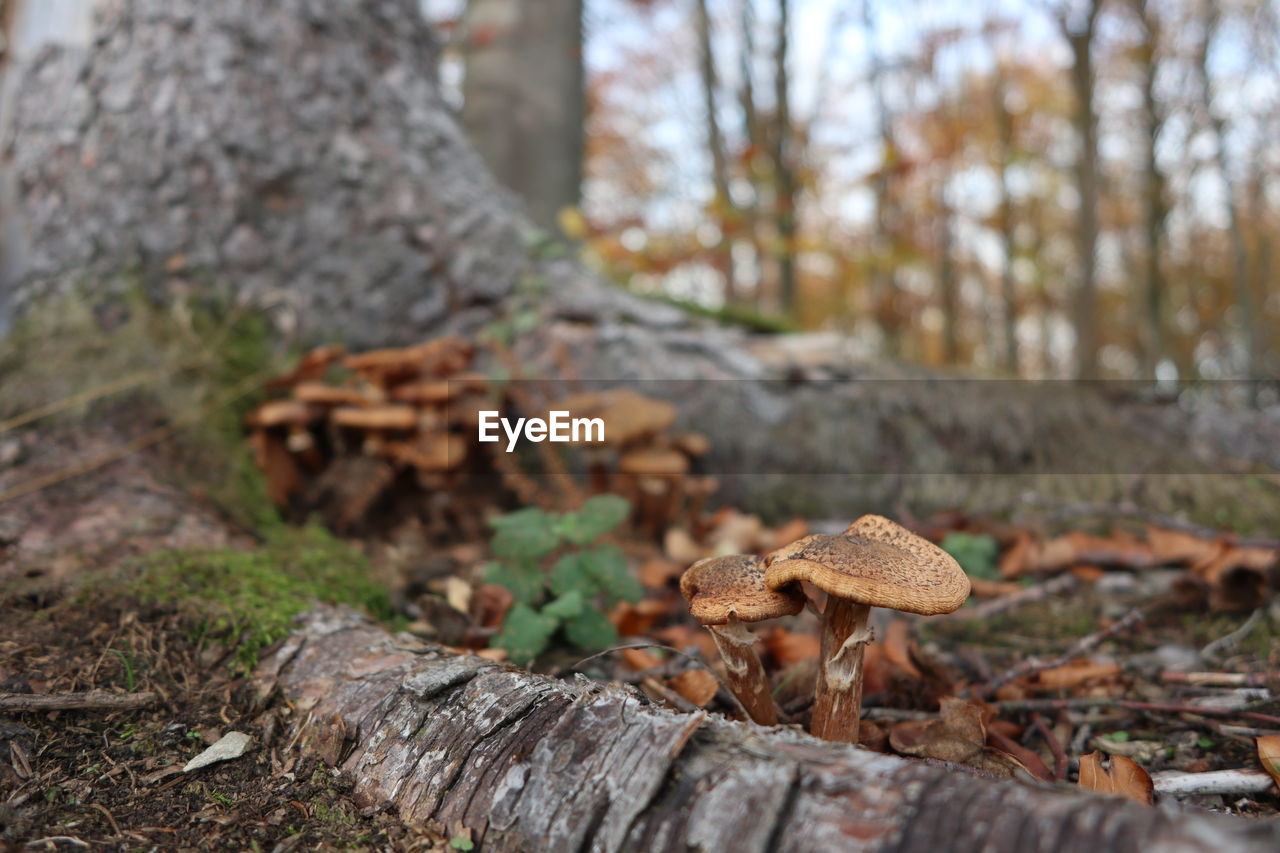 Close-up of mushrooms growing on tree trunk in forest