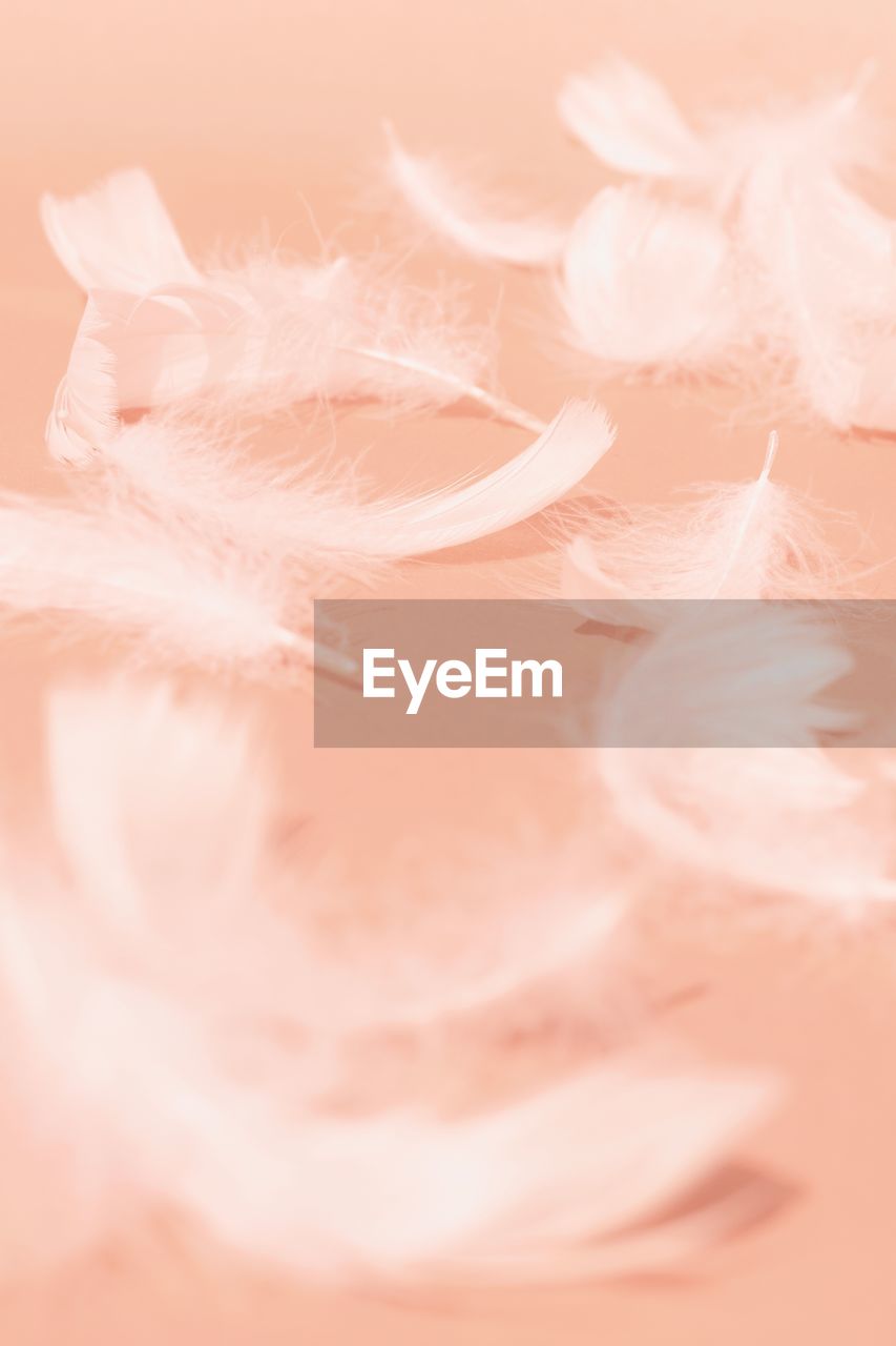 pink, petal, white, softness, close-up, fashion accessory, flower, celebration, feather, pastel colored, no people, indoors, studio shot, fragility, selective focus, event, backgrounds, nature, elegance, peach, plant
