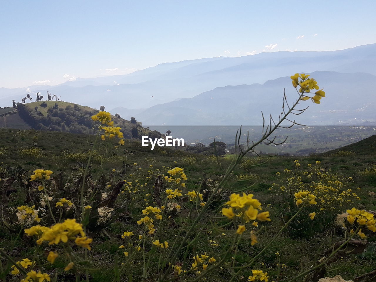 Scenic view of flowering plants against sky