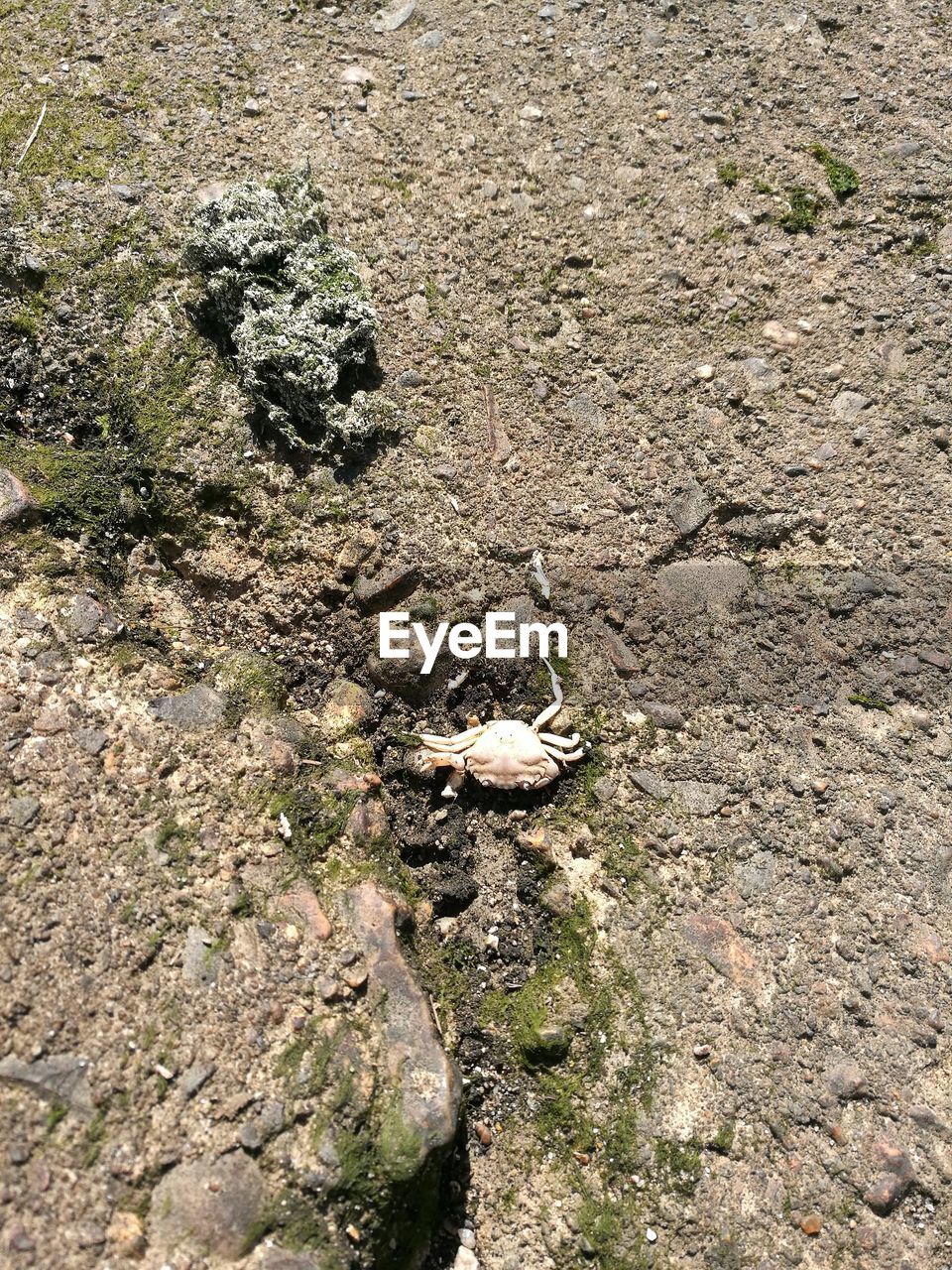 CLOSE-UP OF CRAB ON ROCK