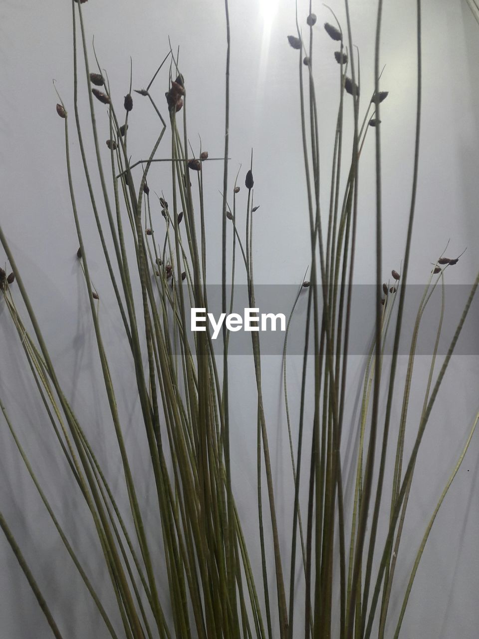 CLOSE-UP OF GRASS AGAINST SKY