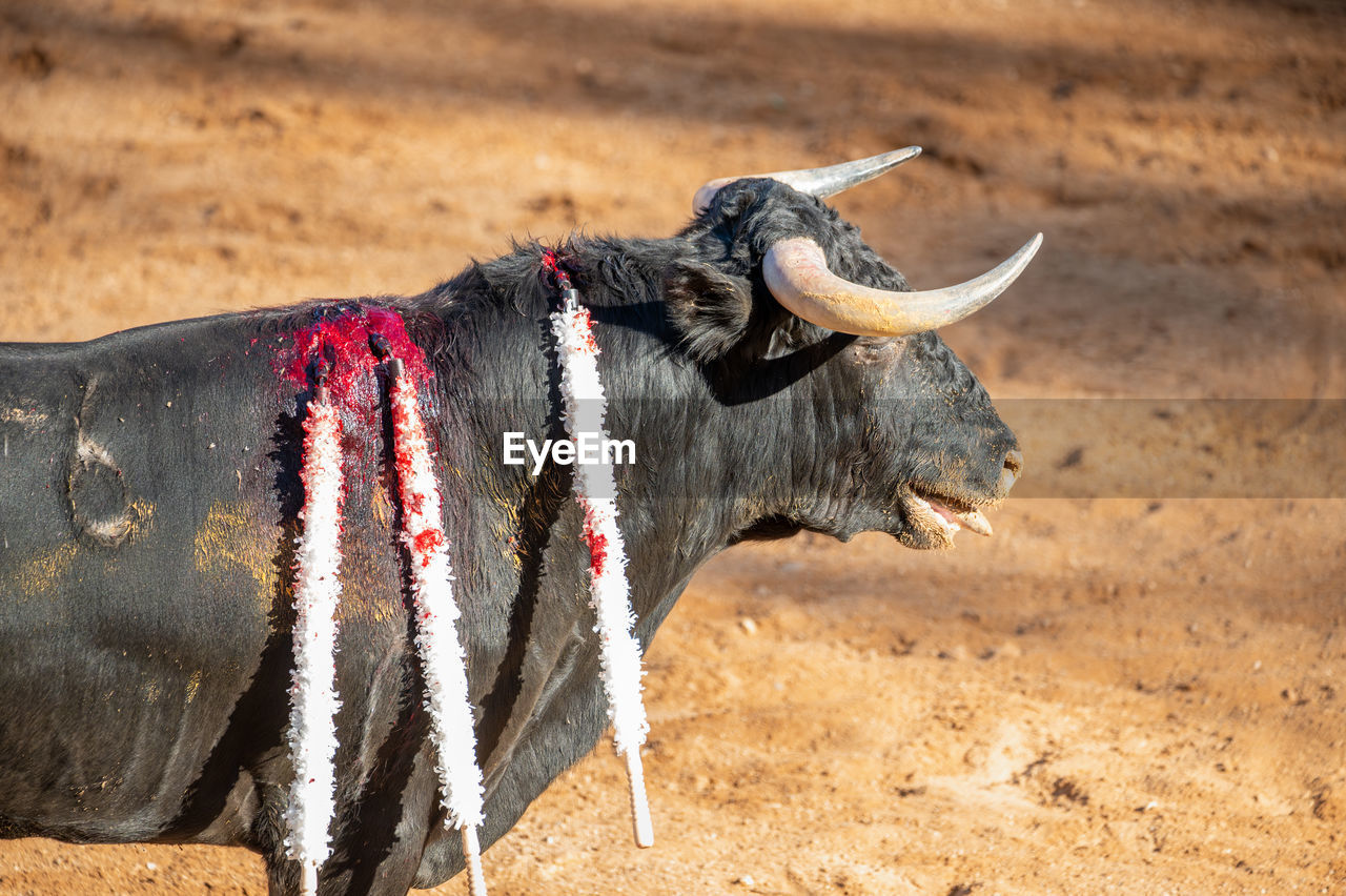 close-up of cow standing on field