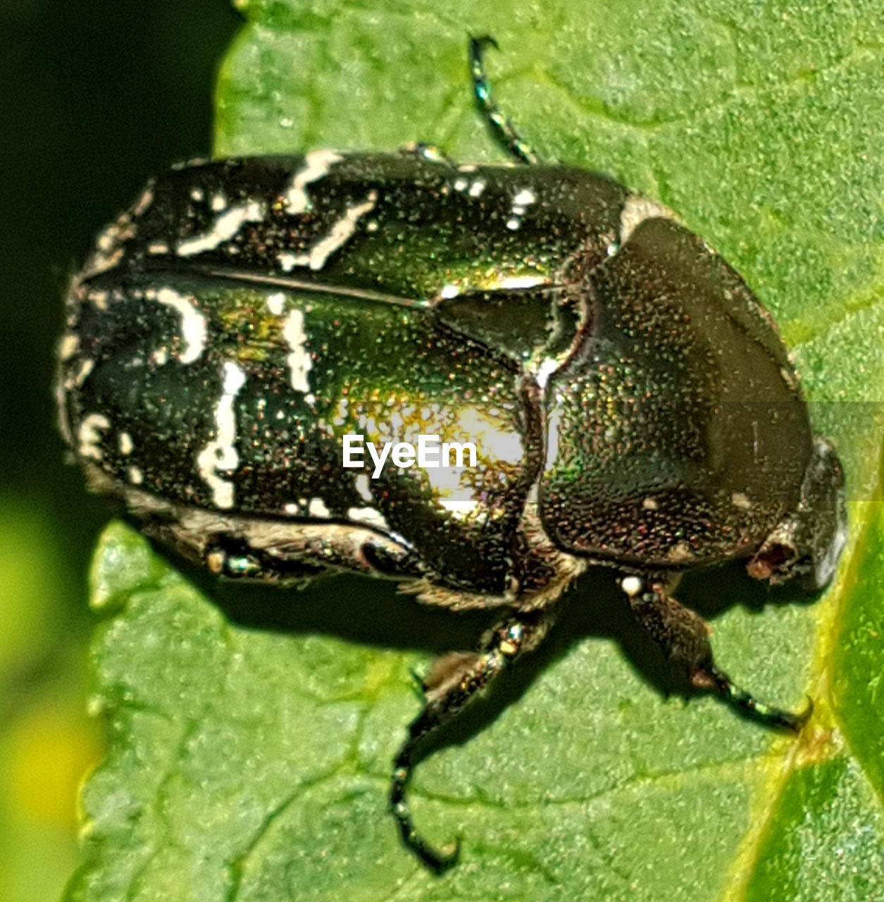 CLOSE-UP OF INSECT ON GREEN LEAF