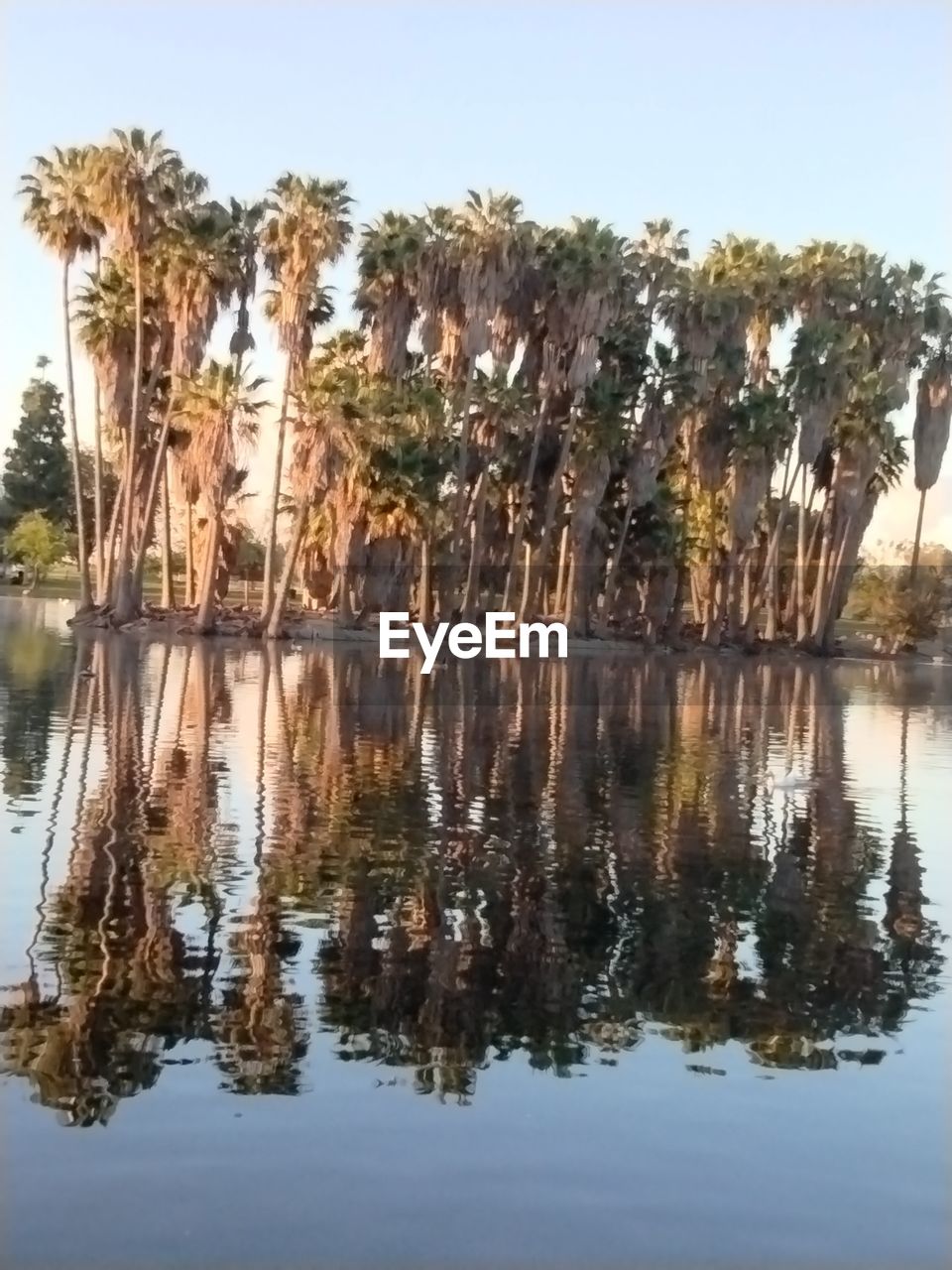 water, reflection, tree, nature, plant, sky, lake, palm tree, tranquility, no people, tropical climate, beauty in nature, scenics - nature, outdoors, travel destinations, tranquil scene, day, clear sky, environment, travel, landscape
