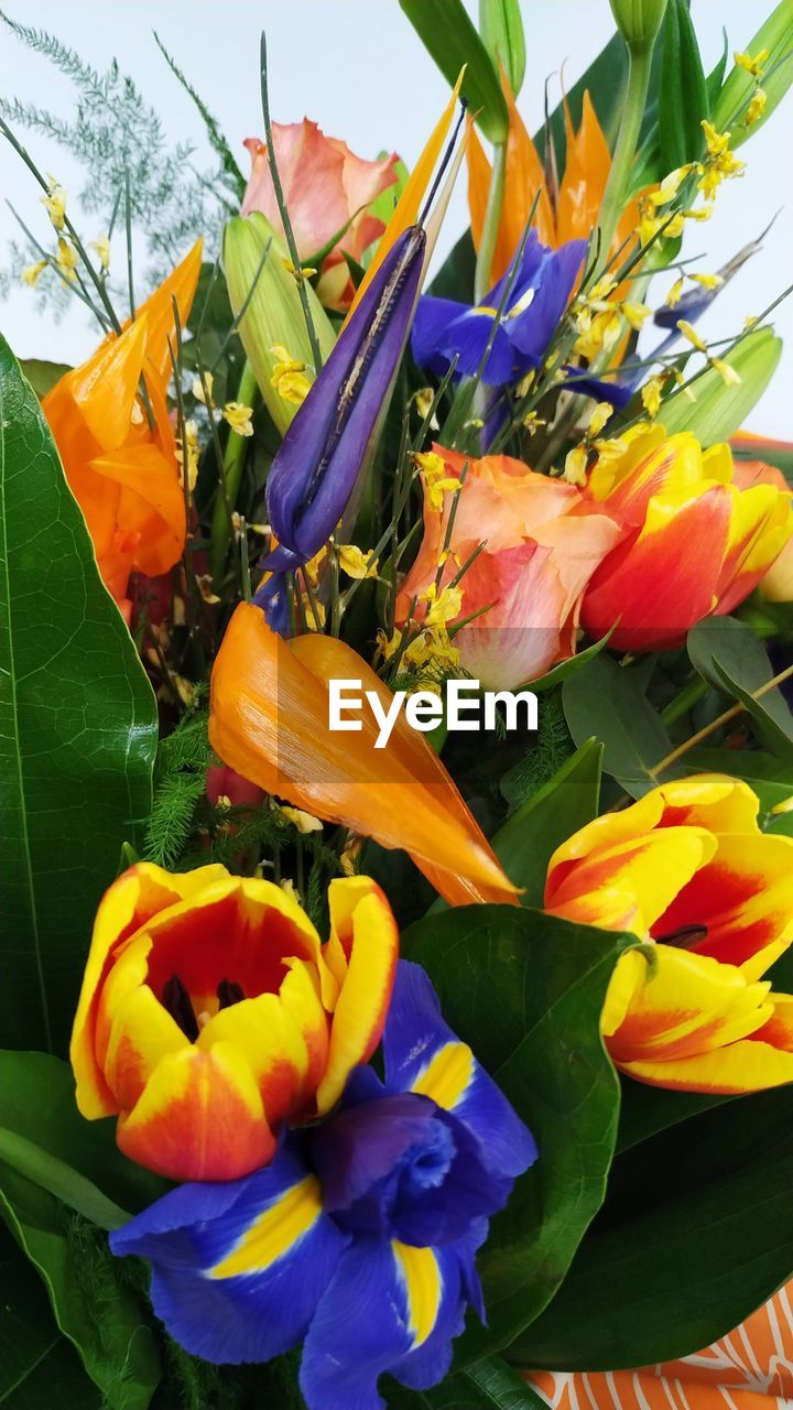 flowering plant, flower, plant, freshness, beauty in nature, fragility, petal, leaf, plant part, nature, flower head, inflorescence, close-up, growth, yellow, no people, multi colored, day, green, springtime, outdoors, tulip, botany