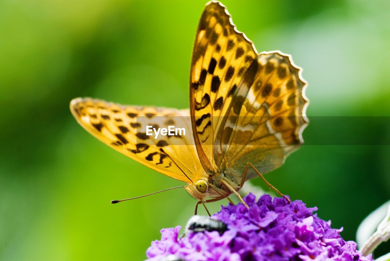 Close-up of butterfly pollinating on purple flower