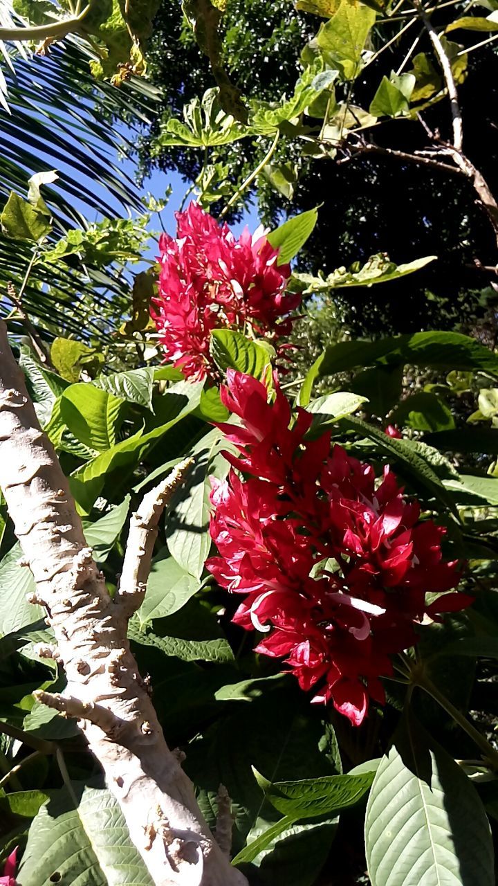 CLOSE-UP OF RED FLOWERS