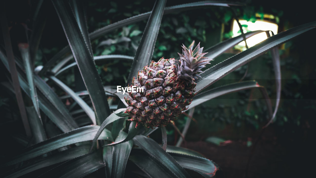 Close-up of pineapple on plant