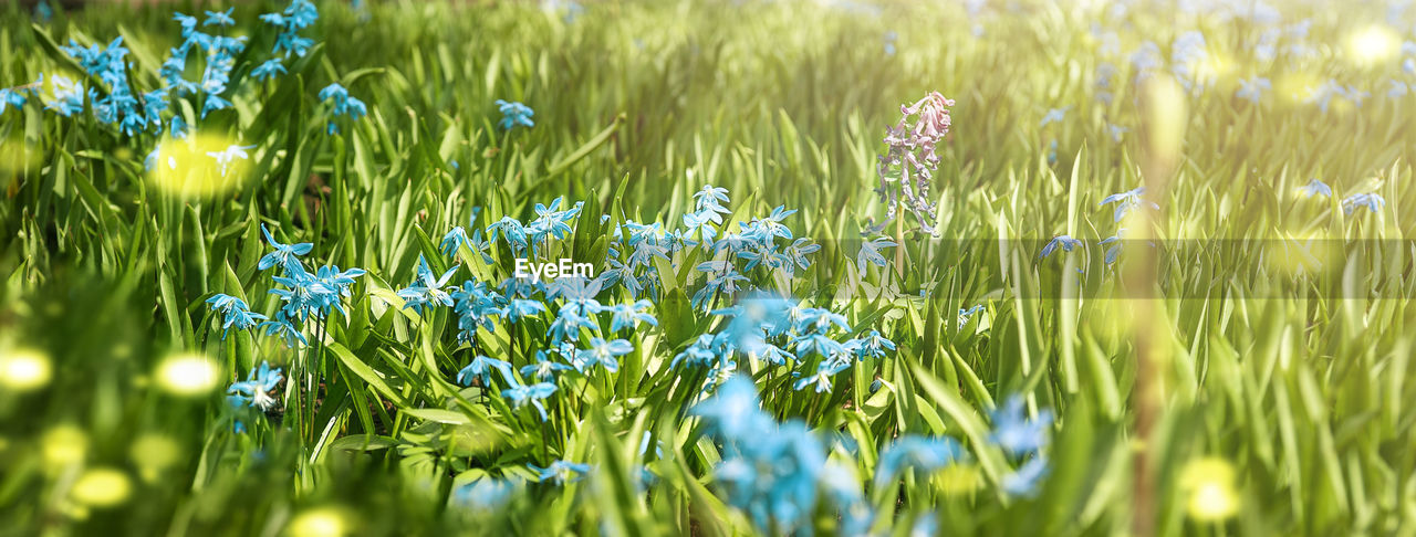 Green meadow with blue flowers and sunbeams