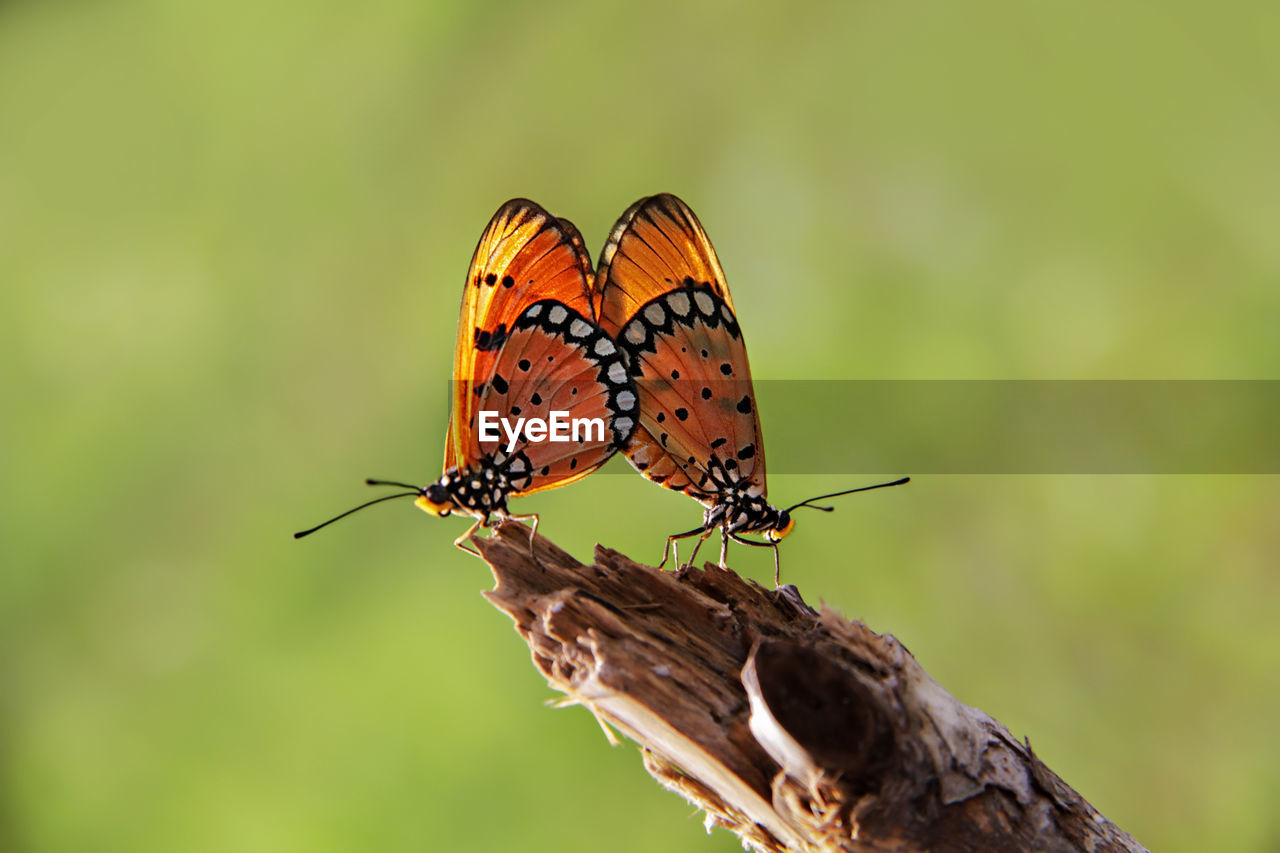 animal wildlife, animal themes, animal, insect, animal wing, beauty in nature, wildlife, nature, butterfly, one animal, moths and butterflies, plant, perching, animal body part, close-up, macro photography, focus on foreground, macro, flower, no people, fragility, outdoors, full length, feeding, environment, eating, magnification, monarch butterfly, summer, spread wings, side view, day, animal behavior, wing, resting, tranquility, awe