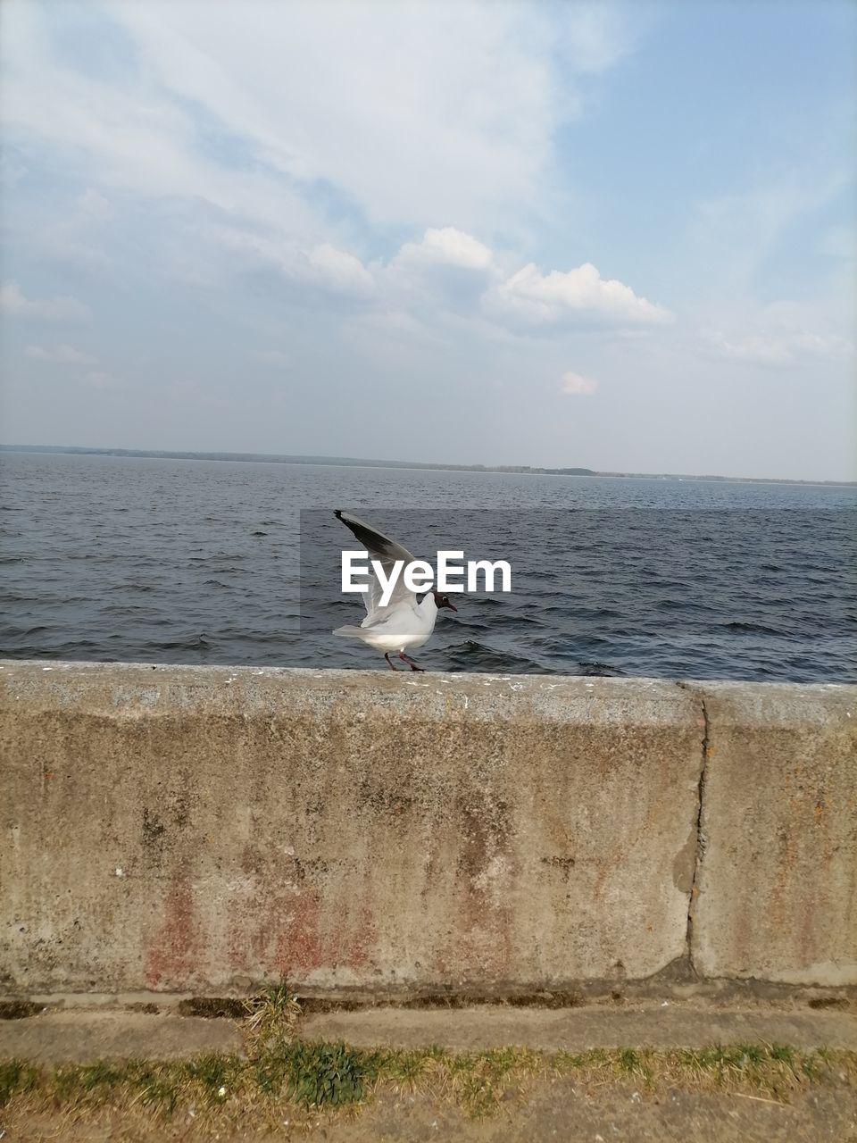 VIEW OF SEAGULL ON SEA SHORE