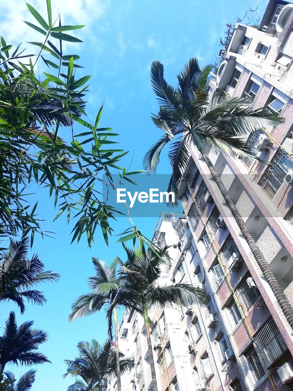LOW ANGLE VIEW OF COCONUT PALM TREES AGAINST BUILDINGS