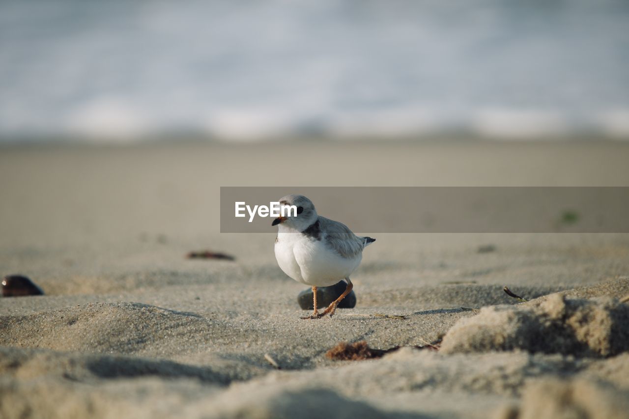 Piping plover on the beach