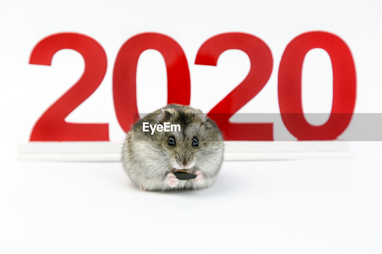 The year of the white iron rat hamster. 2020 - according to the eastern calendar.