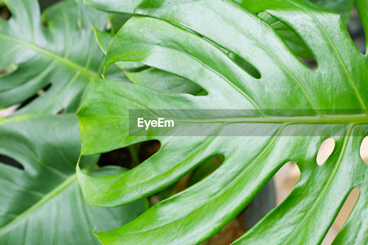 CLOSE-UP OF FRESH GREEN LEAVES