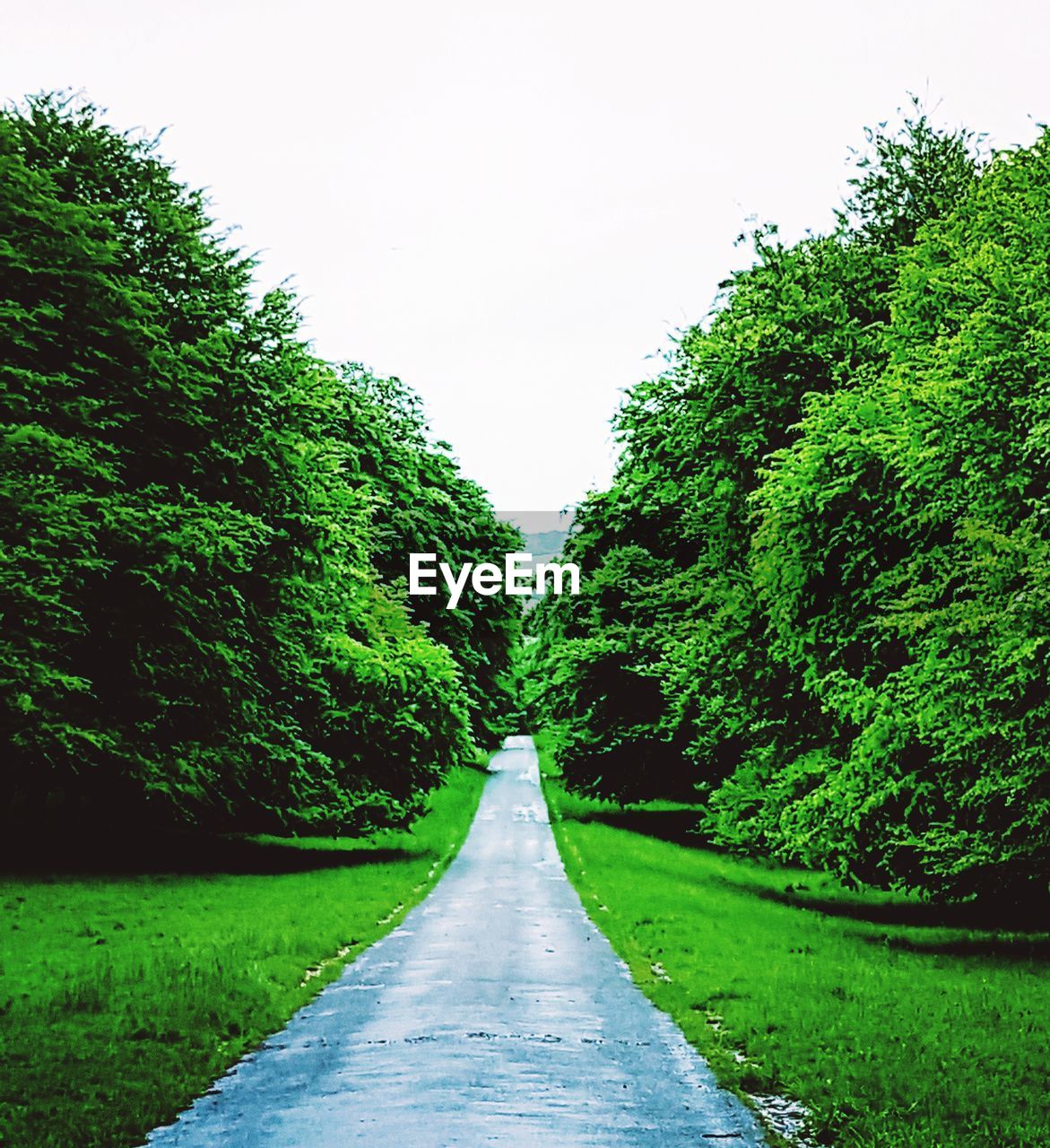 ROAD BY TREES AGAINST CLEAR SKY