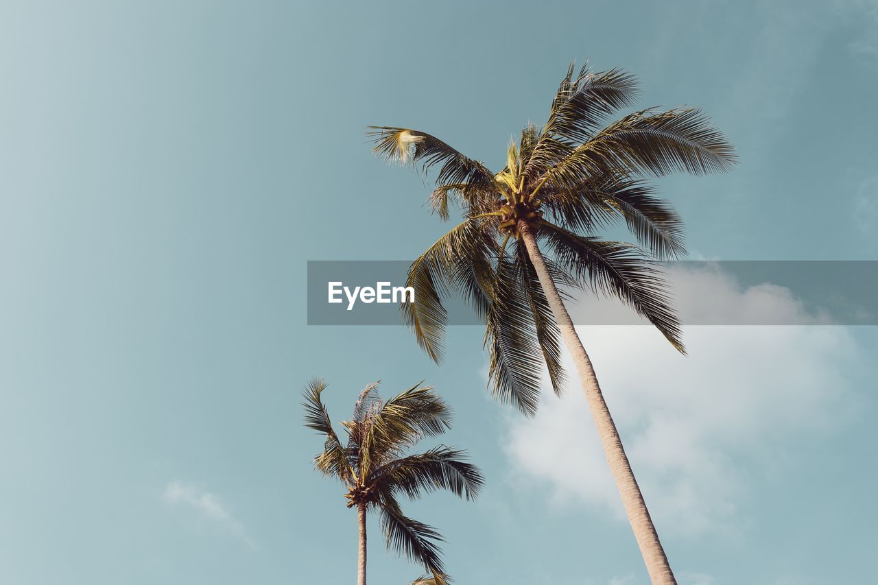 Low angle view of coconut palm tree against sky