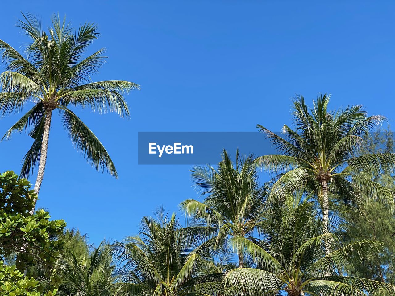 tree, palm tree, tropical climate, plant, sky, tropics, nature, blue, growth, beauty in nature, clear sky, vegetation, no people, sunny, low angle view, tropical tree, tranquility, borassus flabellifer, coconut palm tree, land, scenics - nature, outdoors, leaf, day, travel destinations, green, jungle, environment, sunlight, date palm tree, travel, flower, idyllic, sea, tranquil scene