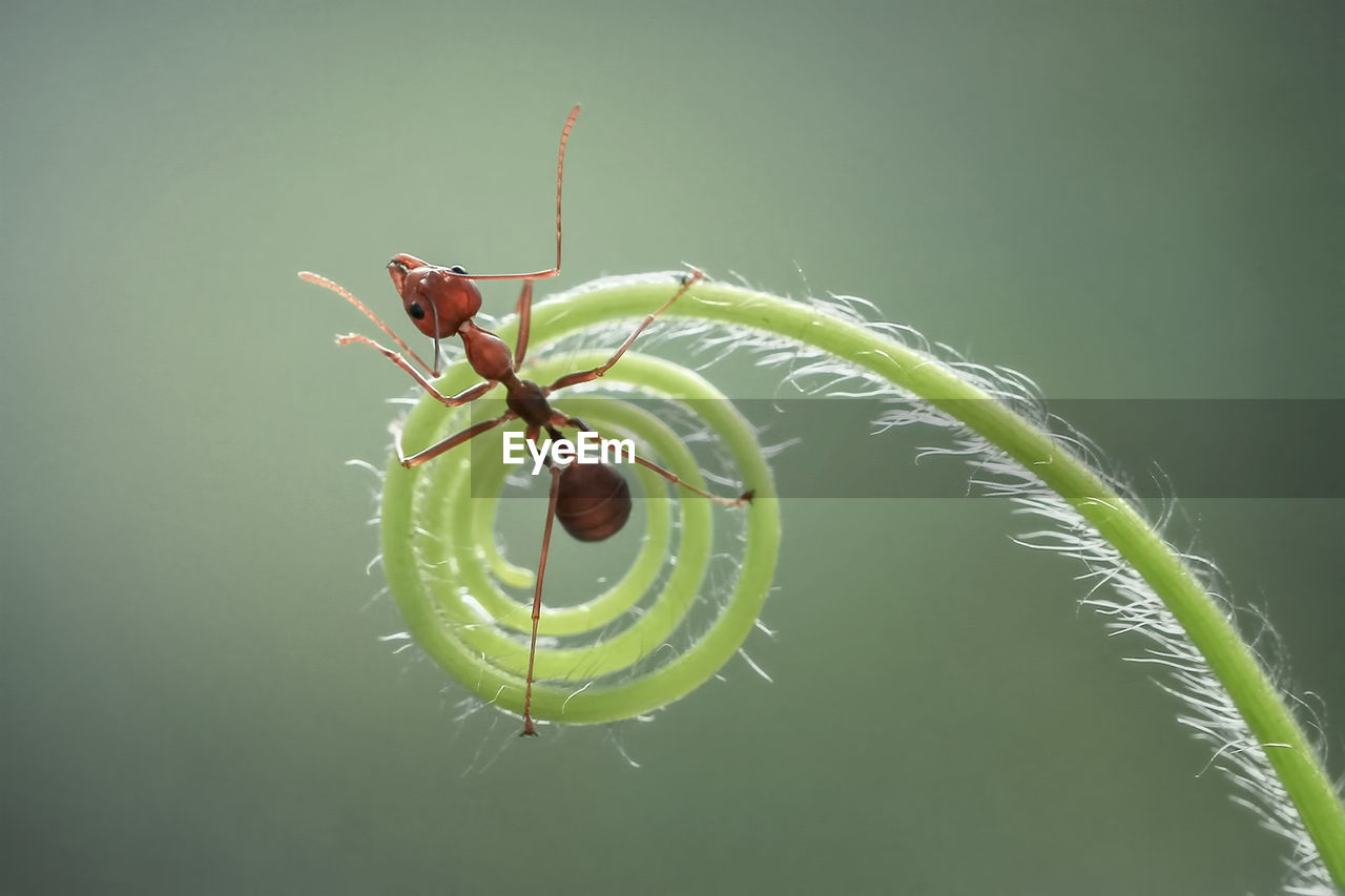 CLOSE-UP OF INSECT ON GREEN LEAF