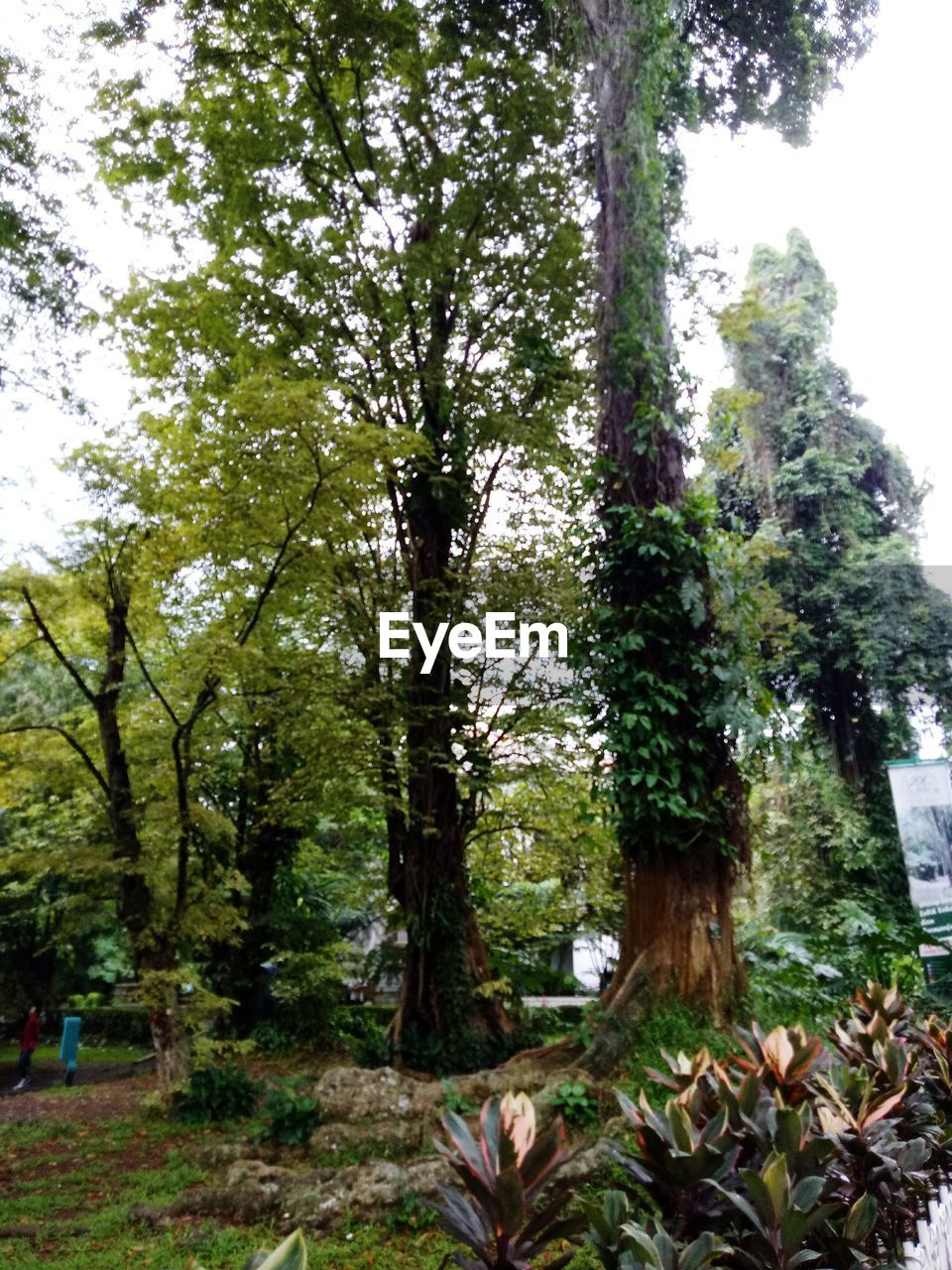 LOW ANGLE VIEW OF TREES GROWING IN FOREST