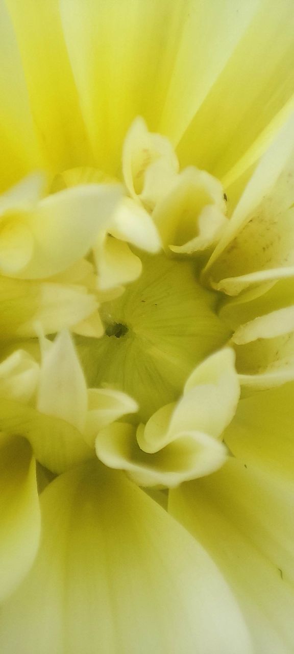 yellow, flower, flowering plant, freshness, plant, beauty in nature, close-up, petal, macro photography, fragility, flower head, inflorescence, no people, growth, backgrounds, nature, full frame, extreme close-up, blossom, macro, botany, plant stem, springtime