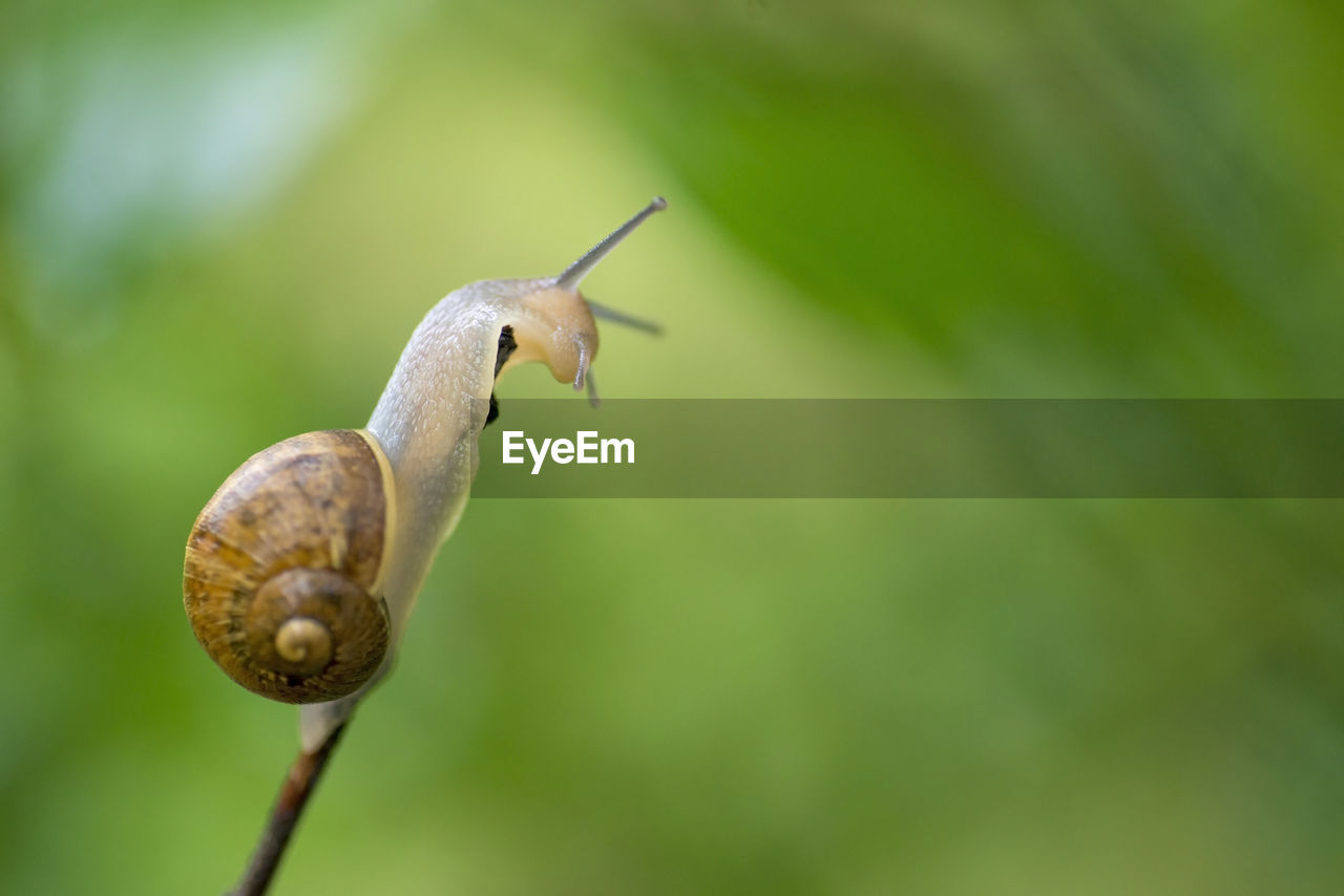 CLOSE-UP OF SNAIL ON A PLANT