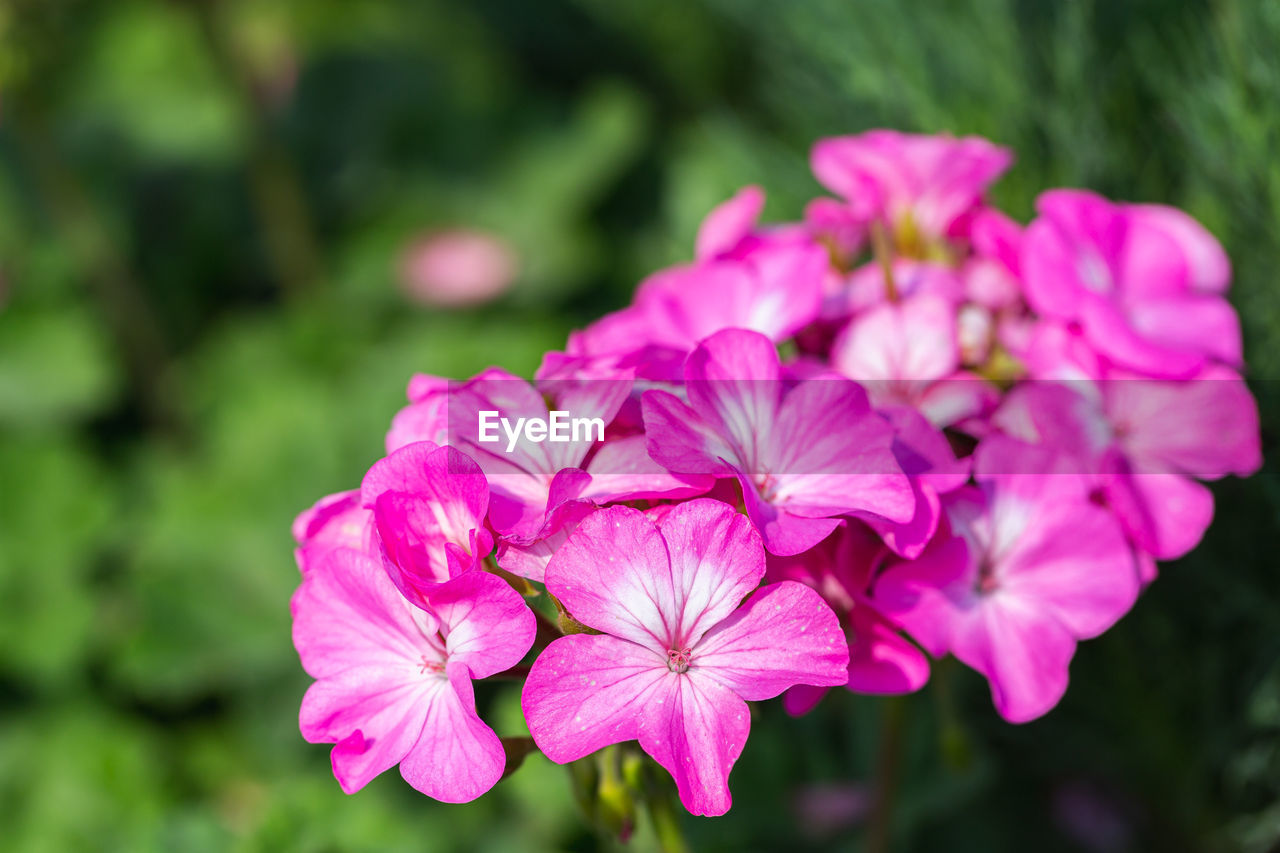 CLOSE-UP OF PINK FLOWERS