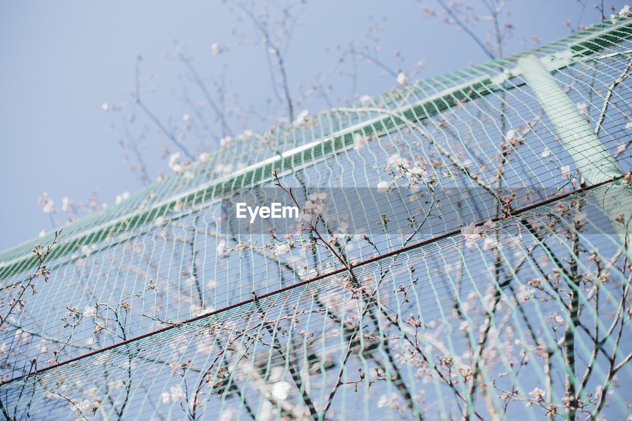 Low angle view of cherry blossoms against  blue sky on a spring morning