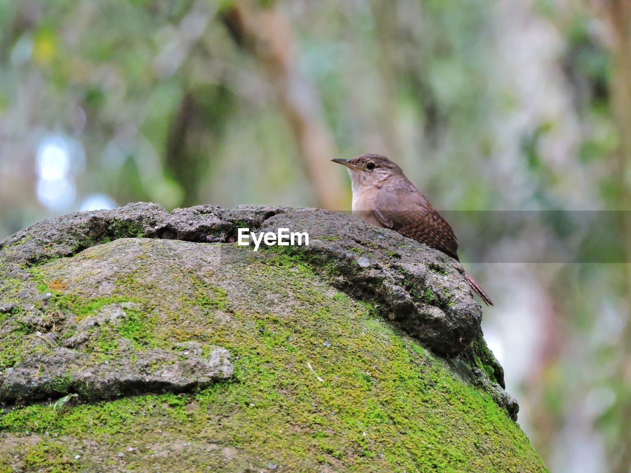 BIRD PERCHING ON BRANCH