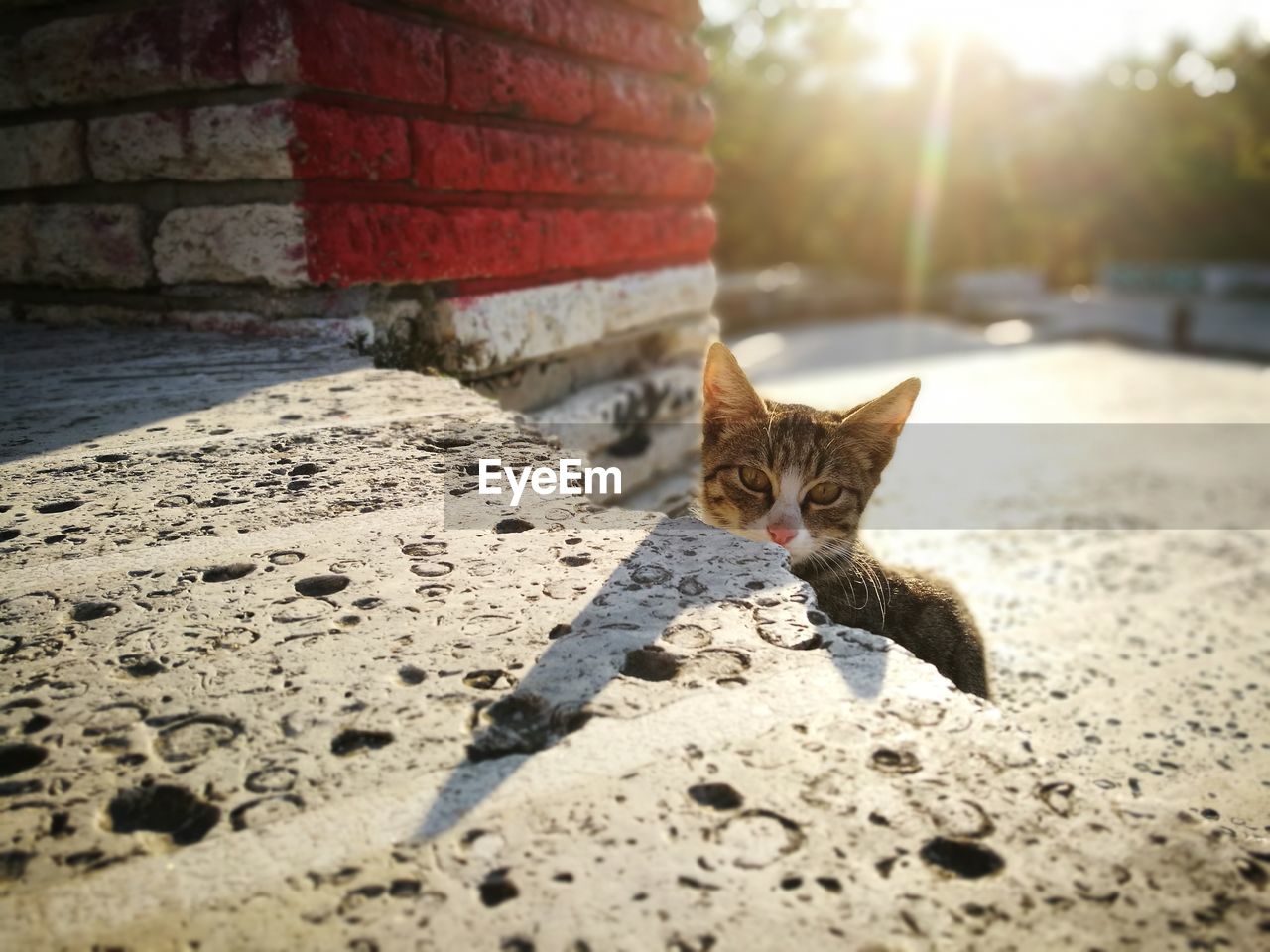 CLOSE-UP OF KITTEN SITTING ON RETAINING WALL